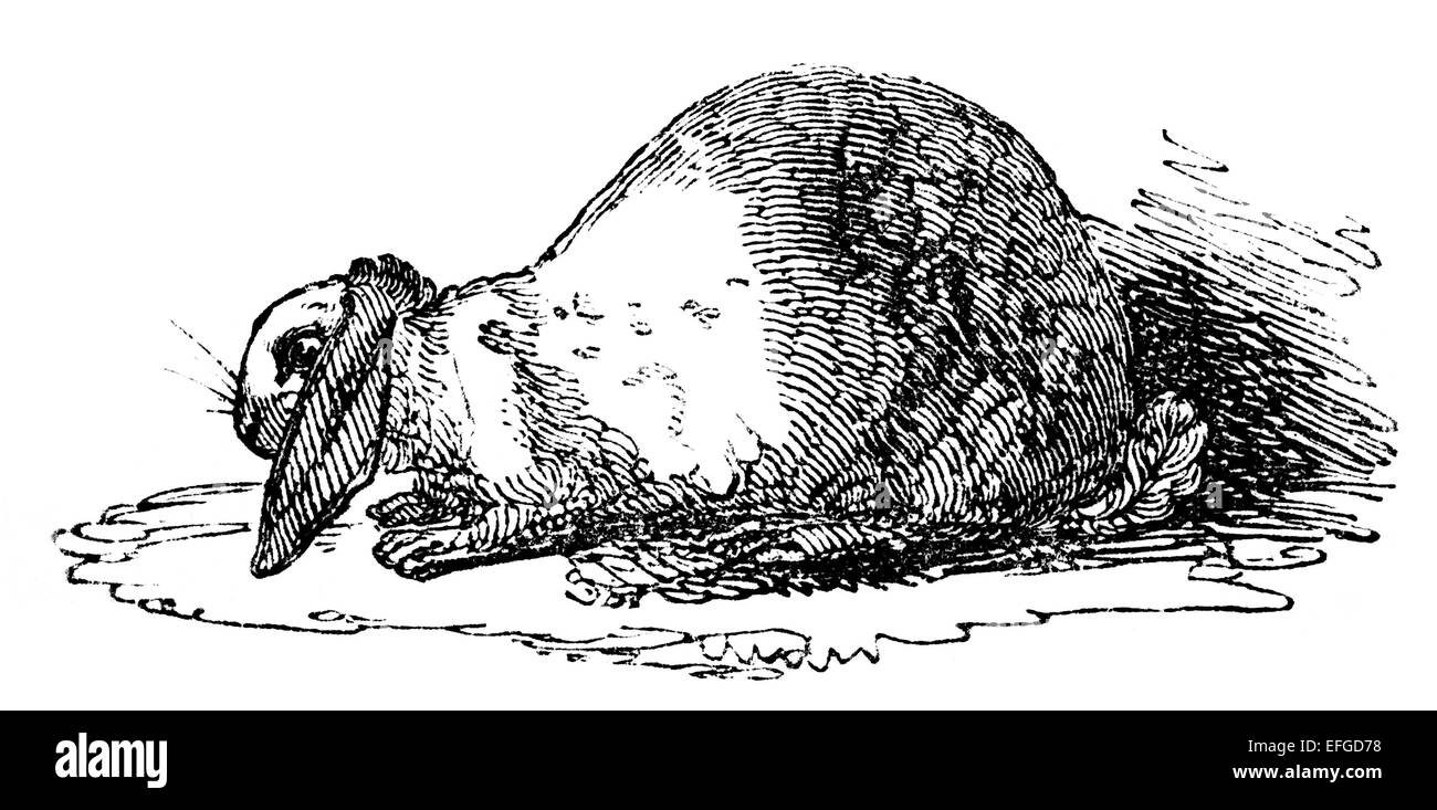 fotografiert von einem Buch mit dem Titel "The Boy eigenen Buch" 1846 in London veröffentlicht.  Copyright abgelaufen ist auf dieses Kunstwerk. Ziffer Stockfoto