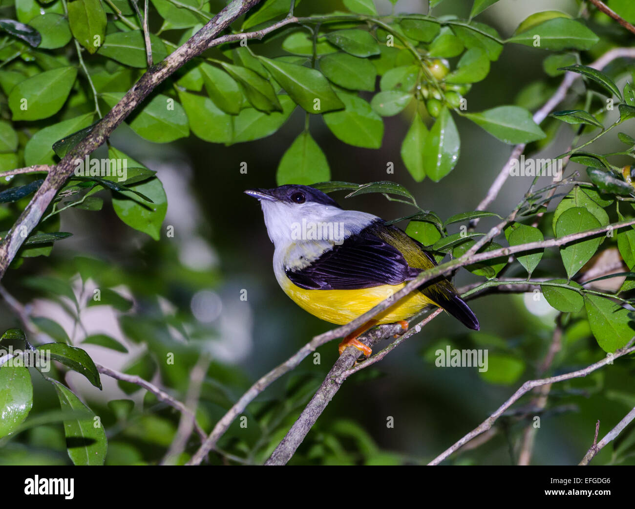 Eine männliche weiße-Kragen Manakin (Manacus Candei) in der Struktur. Belize, Mittelamerika. Stockfoto Eine männliche weiße-Kragen Manakin (Manacus Candei) in der Struktur. Belize, Mittelamerika. Stockfoto