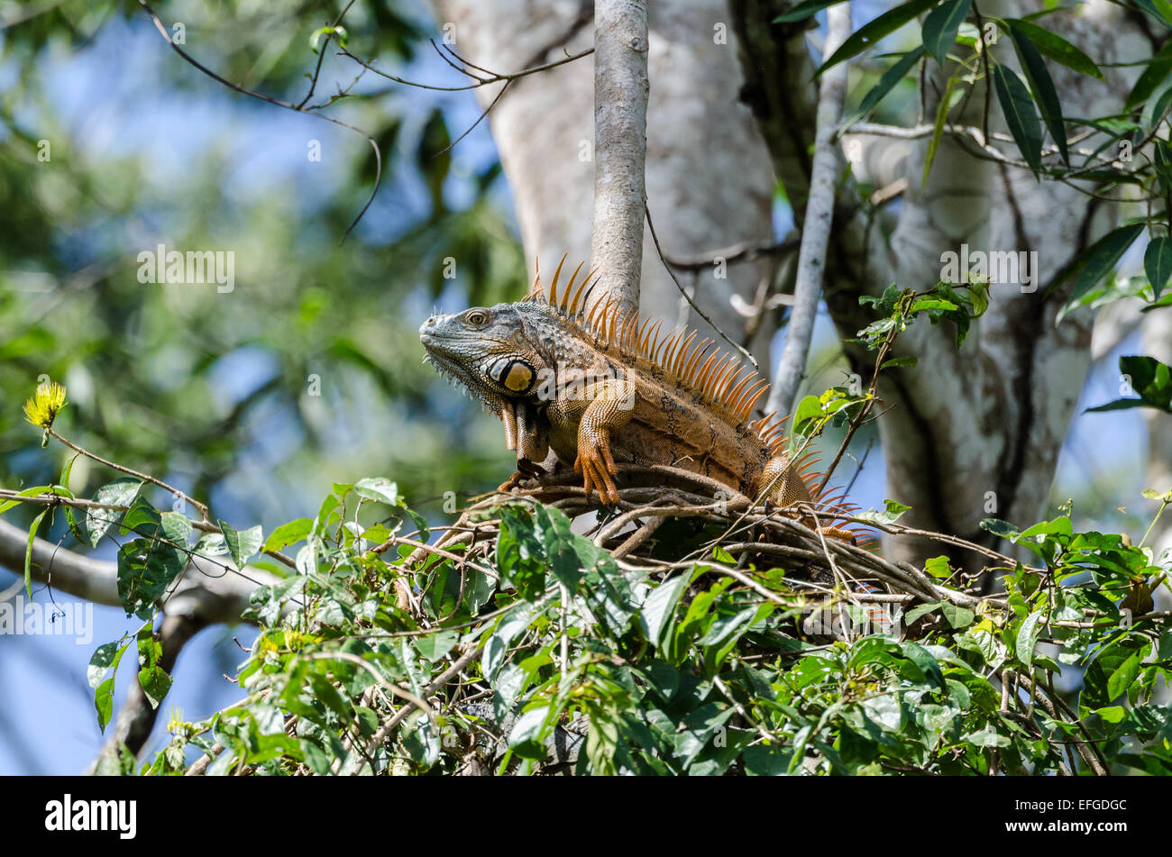 Eine Orange farbigen männlichen grüner Leguan (Iguana Iguana) auf einem Baum. Belize, Mittelamerika. Stockfoto