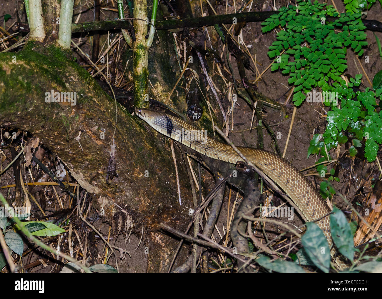 Ein schwarz-angebundene Indigo-Schlange (Drymarchon Melanurus) auf Waldboden. Belize, Mittelamerika. Stockfoto