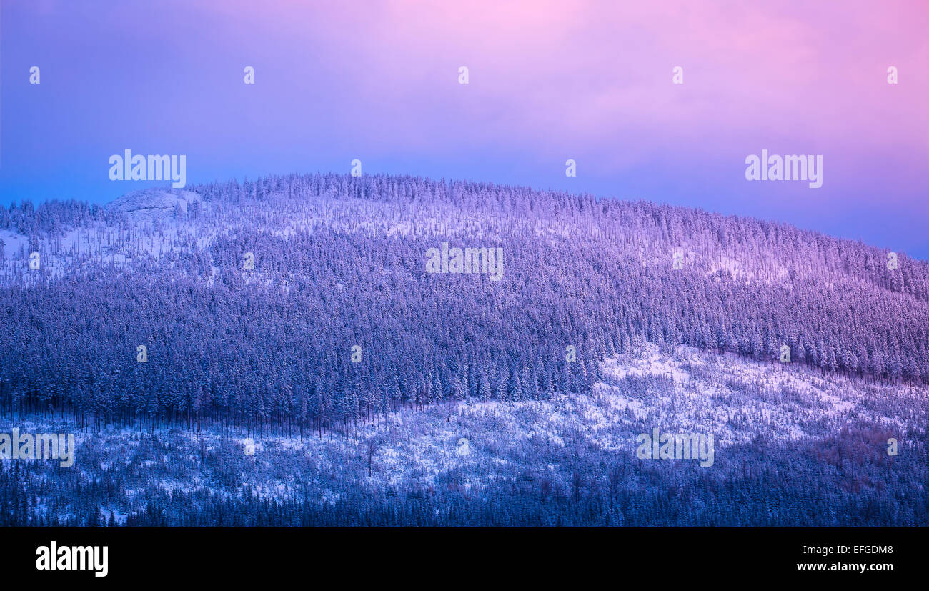 Schöne Berge Ansicht, sanfte lila Sonnenuntergang über Berg bedeckt mit Pinienwäldern und Schnee, erstaunlich, Winterlandschaft Stockfoto