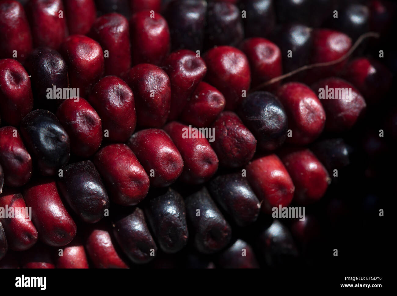 Roter Mais in "Tepetlixpa Seed Bank", erstellt von Tomas Villanueva "Tomaicito" zu schützen und retten die original mexikanischen Mais Stockfoto