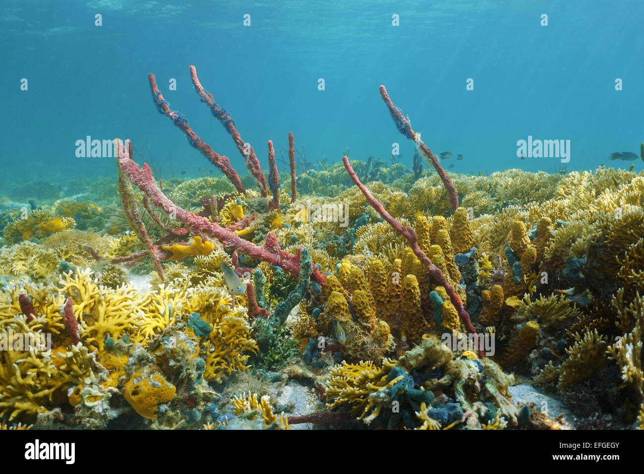 Karibische Korallenriff Unterwasser mit bunten Schwämmen und Feuer Korallen Kolonien, Bocas del Toro, Panama Stockfoto