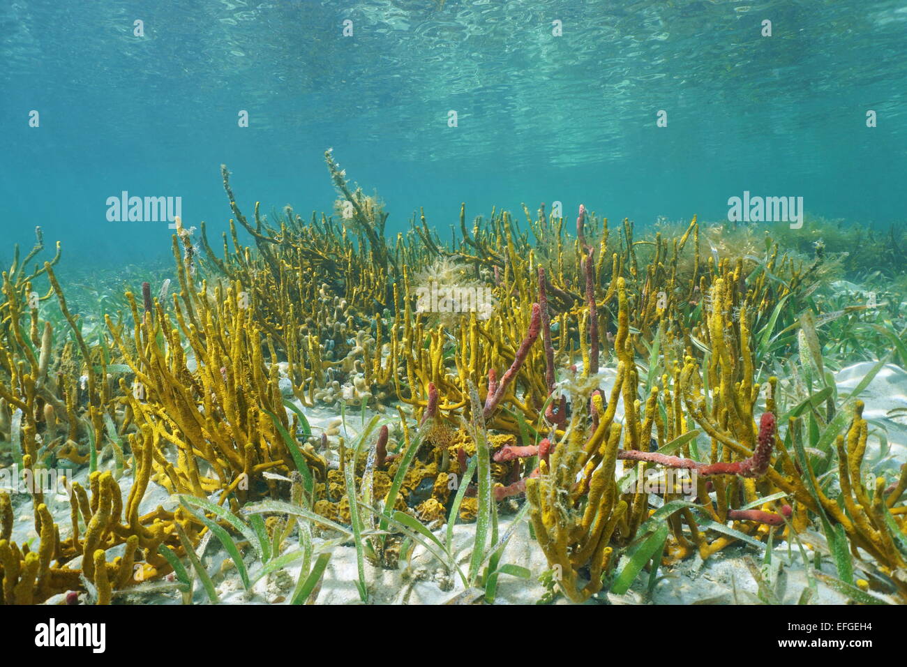 Bunte Meeresboden im flachen Wasser mit Seil Schwämme, Karibik, Panama Stockfoto