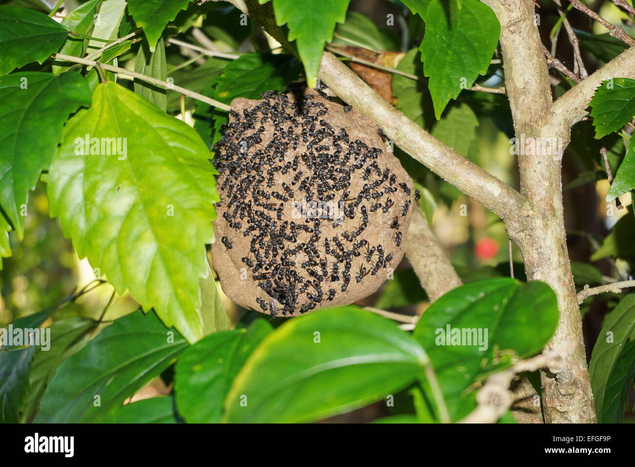 Papier-Wespe nest, Polybia Sp, mit Gruppe von Wespen draußen, Mittelamerika, Costa Rica Stockfoto