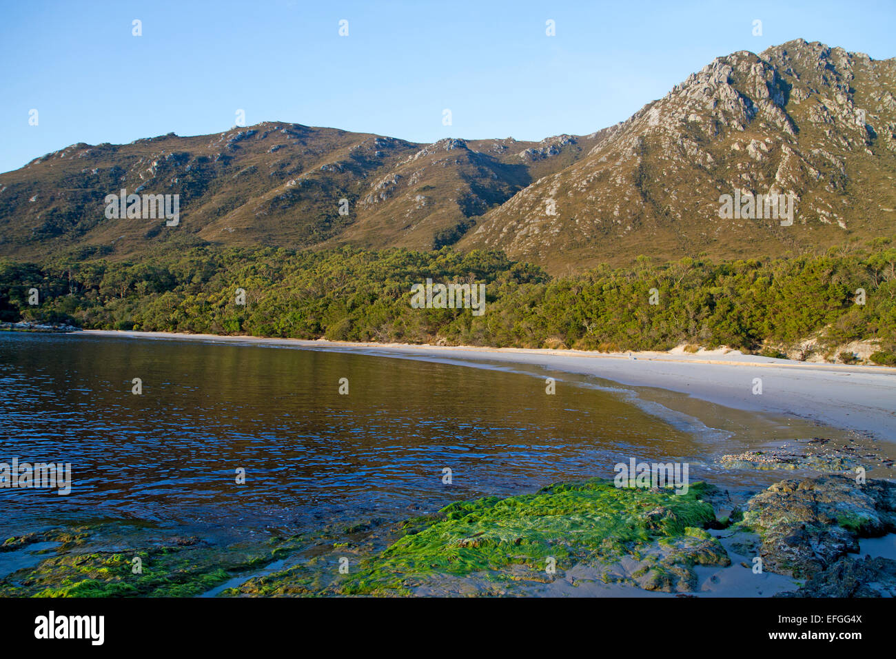 Bramble Bucht, am Ufer des Bathurst Narrows Tasmaniens-Southwest-Nationalpark Stockfoto