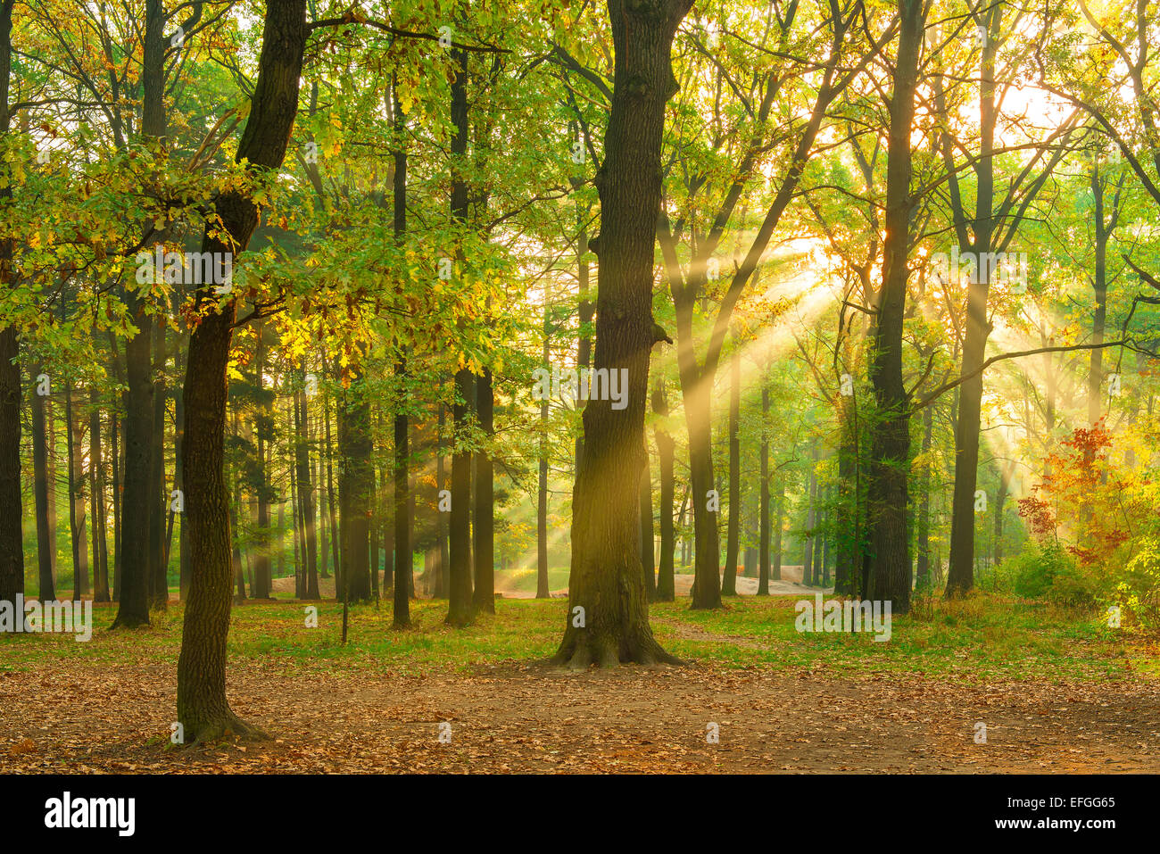 hellen Strahlen der Sonne in den Morgen leer Wald Stockfoto