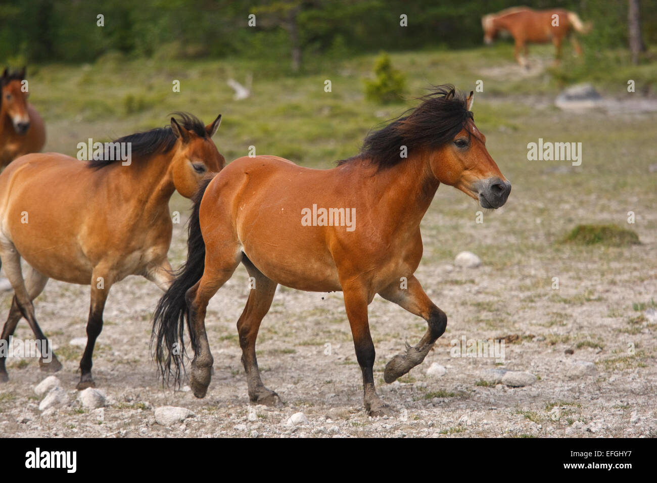 Ein halb-wilden Pferd, Gotlands Russ (Equus Caballus). Die Pferde leben in der wilden fast das ganze Jahr, aber sind nicht wahr Wildpferde Stockfoto