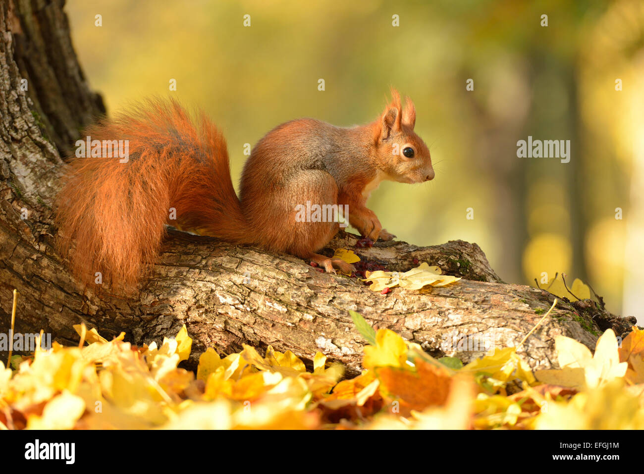 Eichhörnchen (Sciurus Vulgaris) auf einem Baum im Herbst, Sachsen, Deutschland Stockfoto