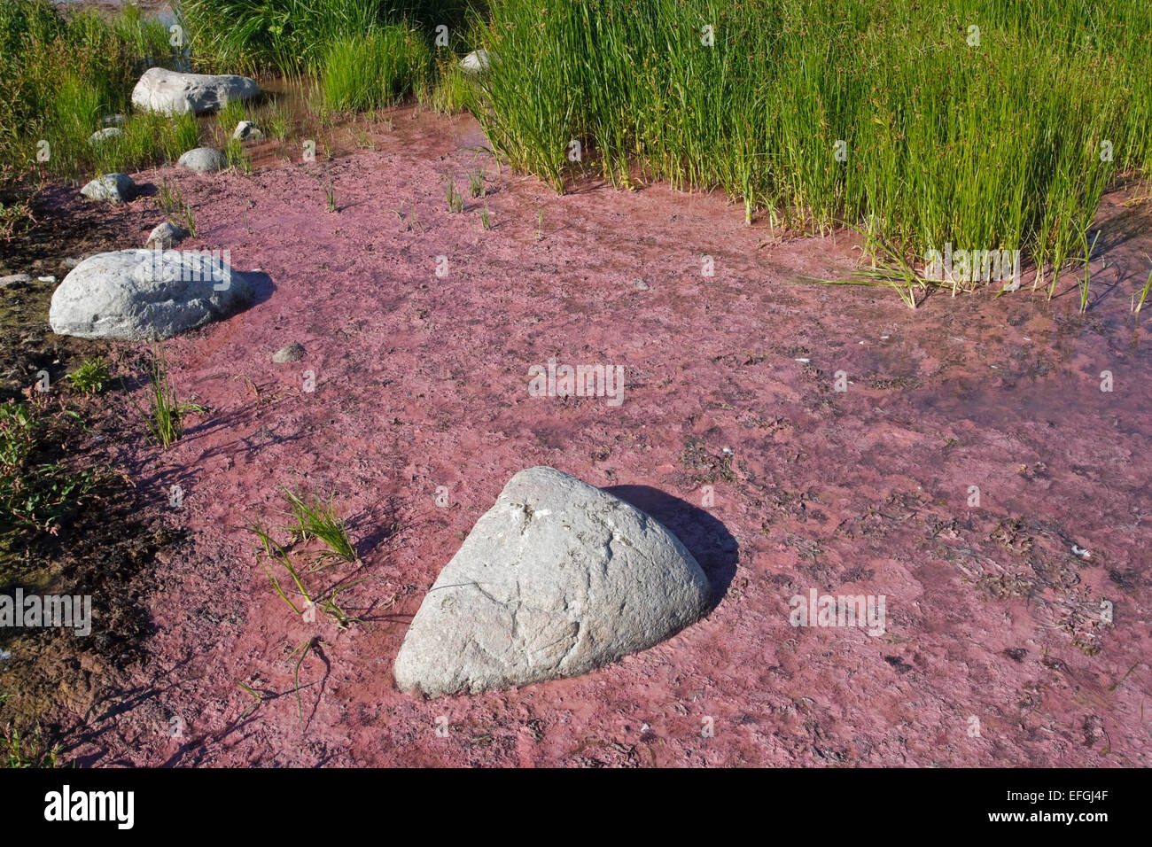 Schwefel-Purpurbakterien in der Natur behalten Husrygg im südwestlichen Gotland. Großen Fen-Segge (Cladium Mariscus) in den Hintern Stockfoto