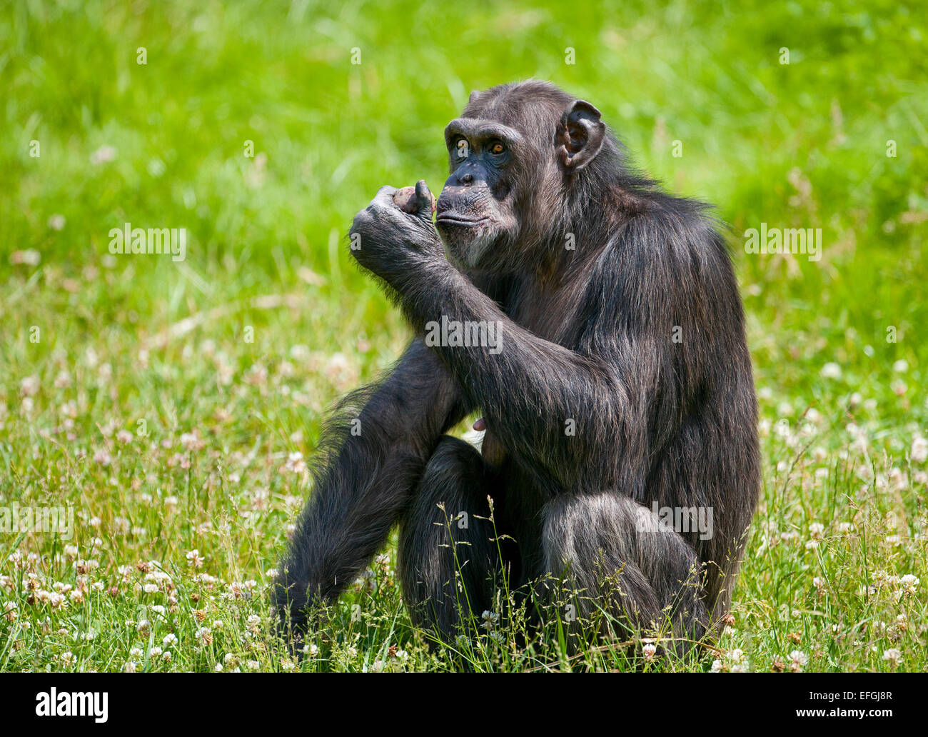 Westlichen Schimpansen oder westafrikanischer Schimpanse (Pan Troglodytes Verus), in Gefangenschaft, Sachsen, Deutschland Stockfoto
