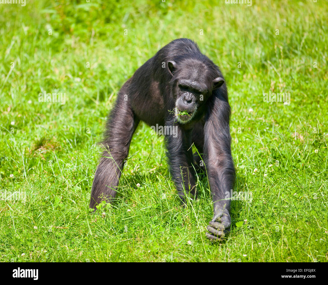 Westlichen Schimpansen oder westafrikanischer Schimpanse (Pan Troglodytes Verus), Fütterung auf dem Rasen, Gefangenschaft, Sachsen, Deutschland Stockfoto