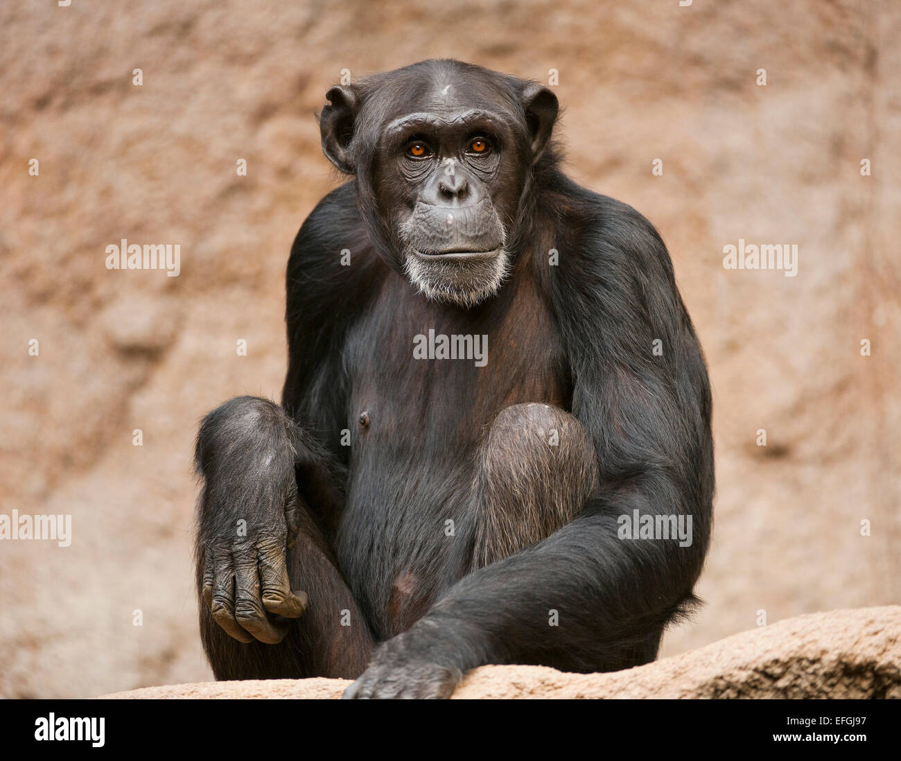 Westlichen Schimpansen oder westafrikanischer Schimpanse (Pan Troglodytes Verus), in Gefangenschaft, Sachsen, Deutschland Stockfoto