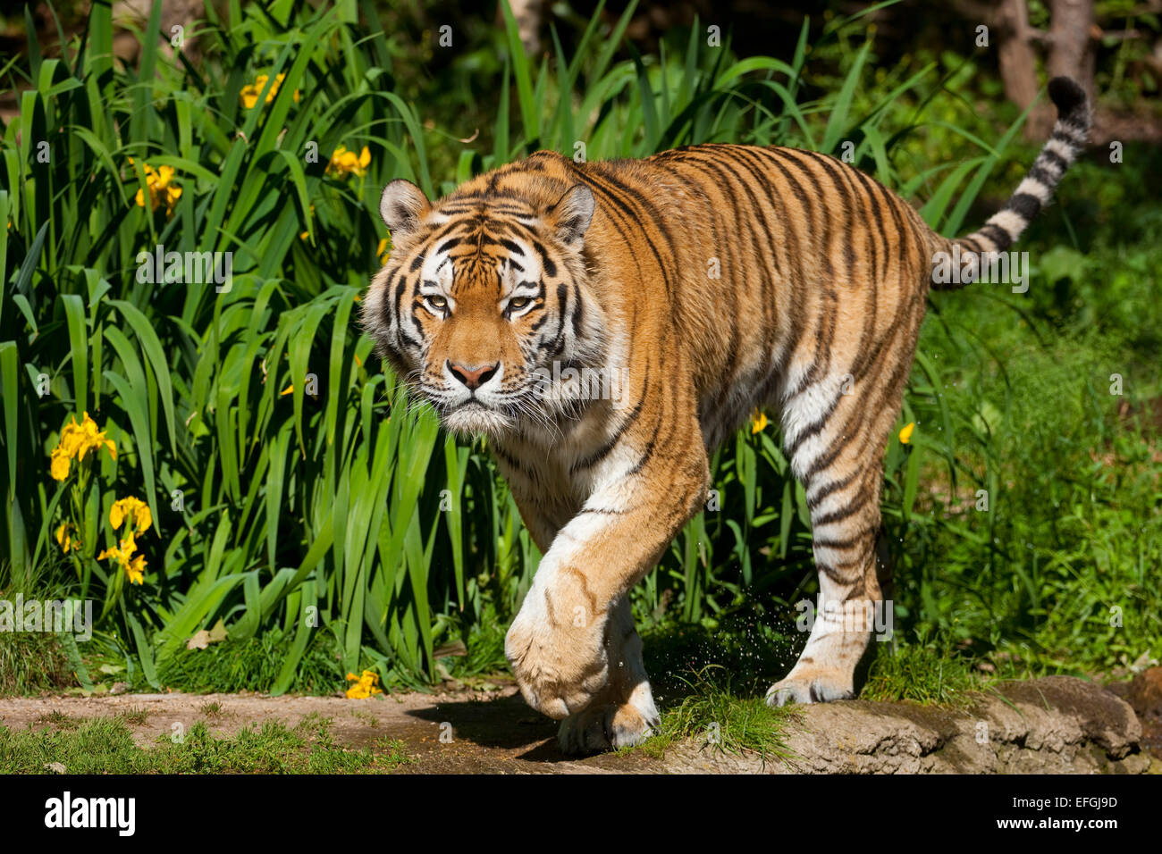 Sibirischer Tiger oder Amur-Tiger (Panthera Tigris Altaica), in Gefangenschaft, Sachsen, Deutschland Stockfoto