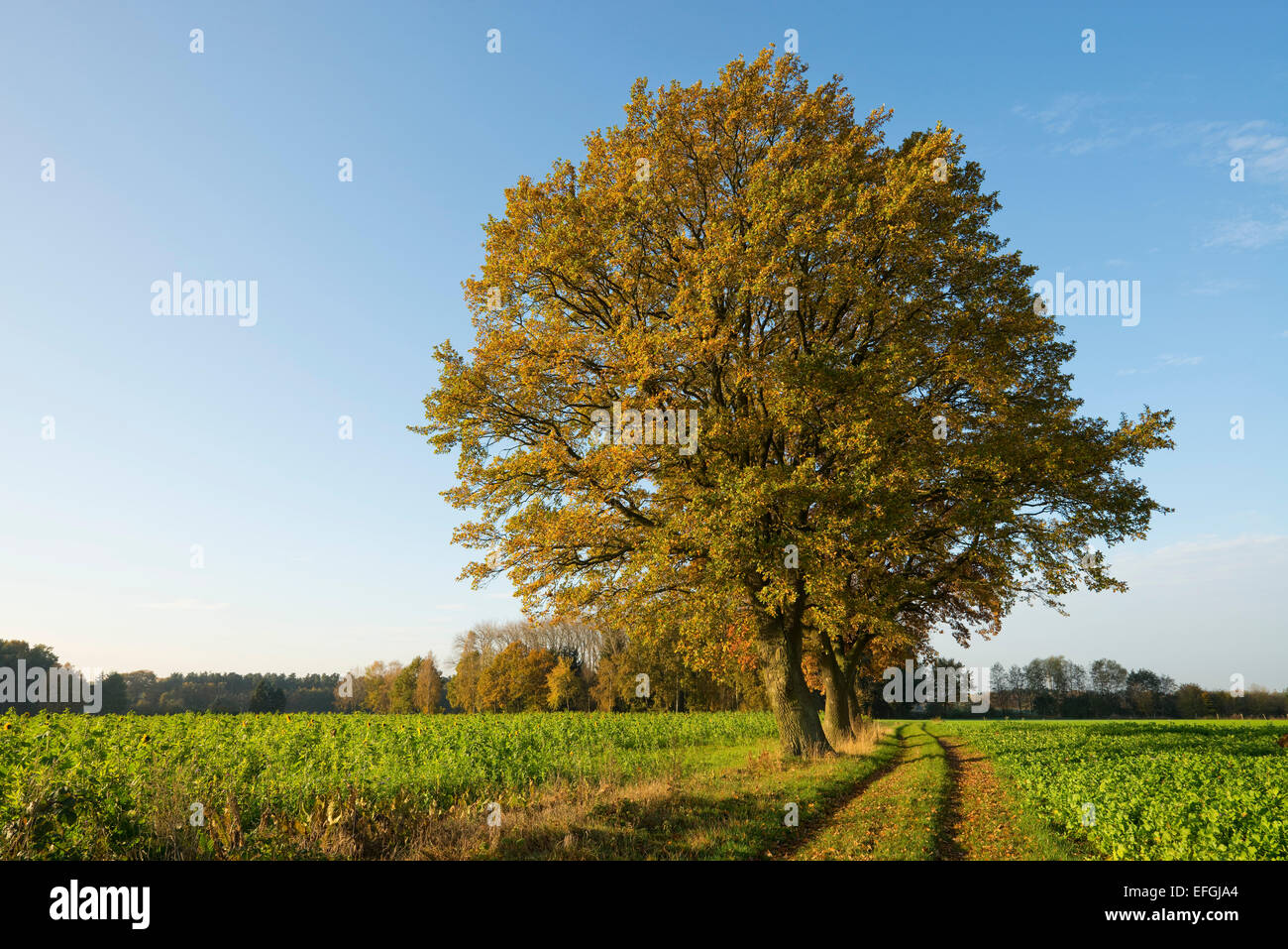 Pedunculate Eichen (Quercus Robur) auf einem Feldweg im Herbst, Niedersachsen, Deutschland Stockfoto