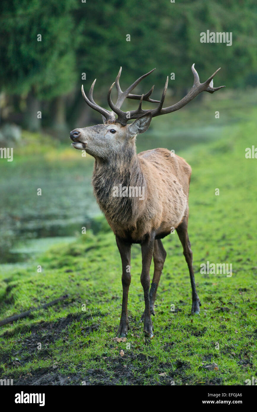 Rothirsch (Cervus Elaphus), Hirsch, Gefangenschaft, untere Sachsen, Deutschland Stockfoto