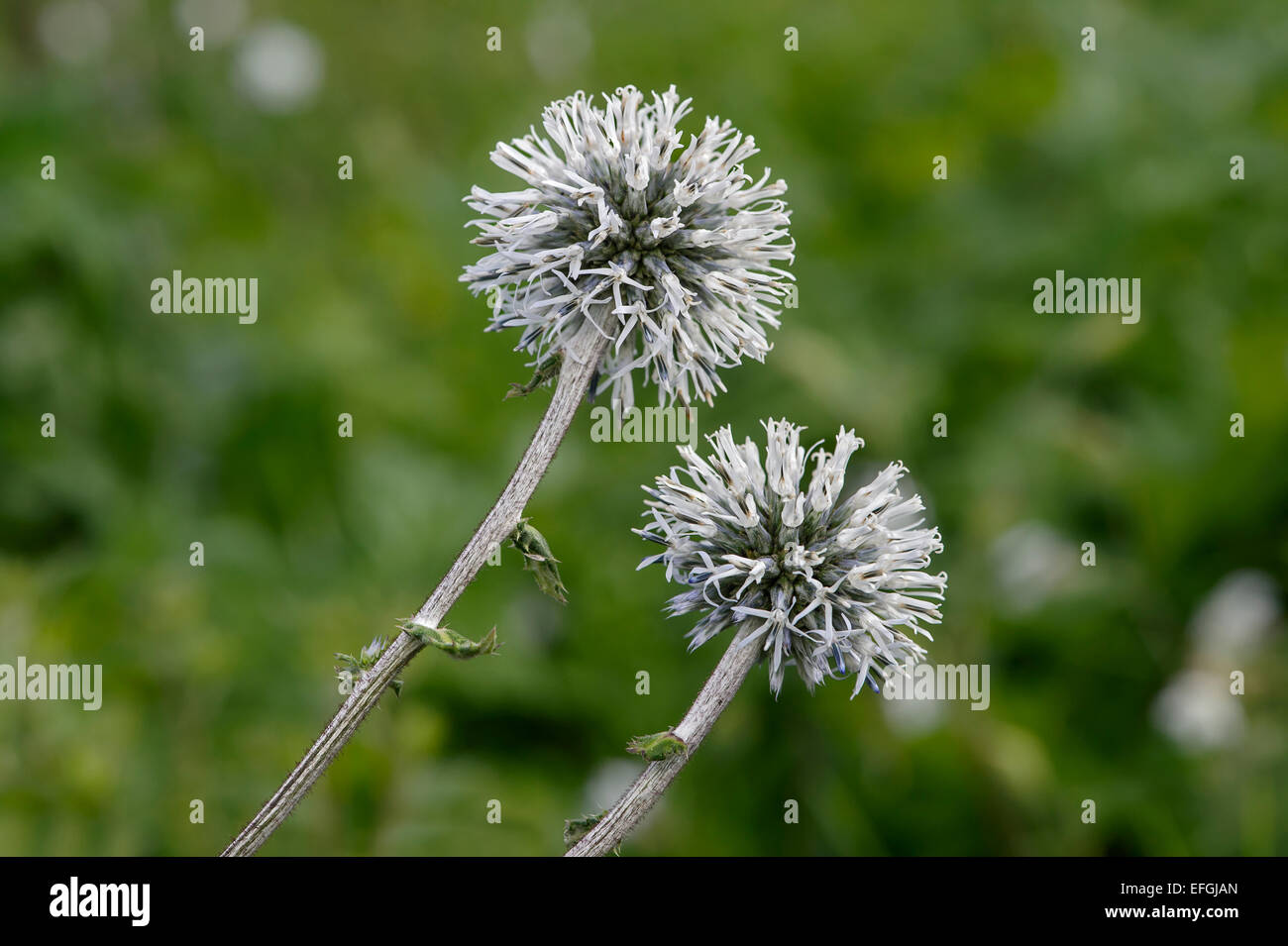 Glanduläre Globe-Distel (Echinops Sphaerocephalus), Elsass, Frankreich Stockfoto