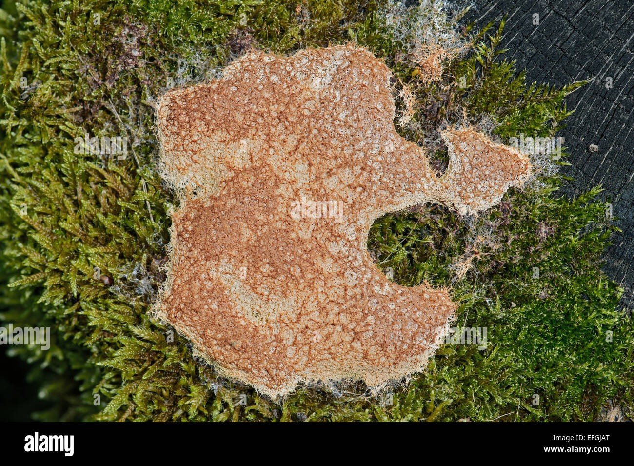 Dog Vomit Slime Mold oder Scrambled Egg Slime Mold (Fuligo Septica), mit weißlich glänzende Spur Schleim aus unverdaulichen Abfällen Stockfoto