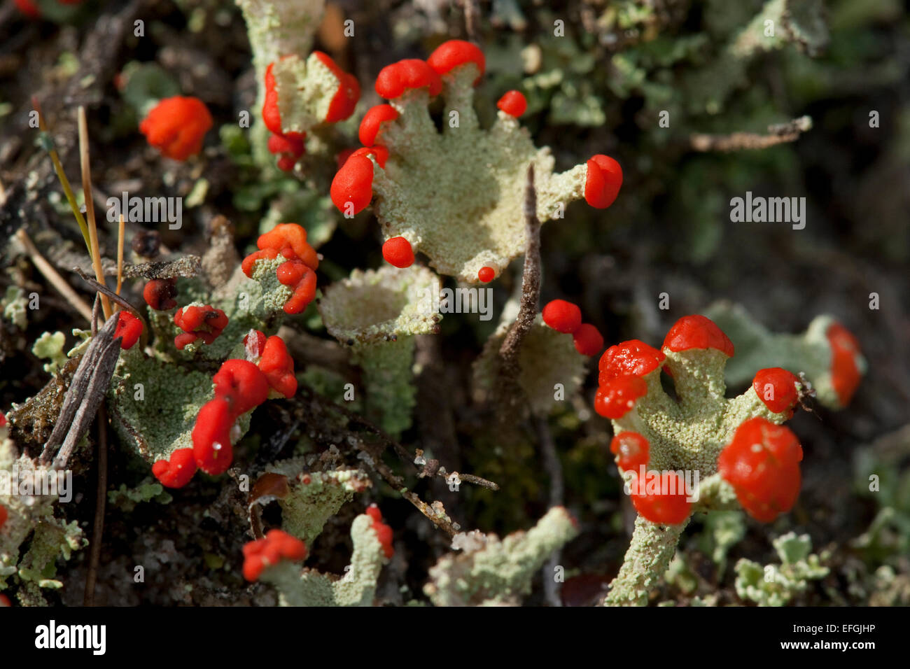 Pokal Flechtenarten (Cladonia Pleurota), Stockfoto