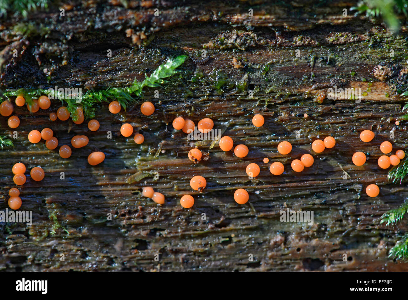 Trichia Decipiens Schleim Schimmel, Saprobiont, ungenießbar, Schweiz Stockfoto