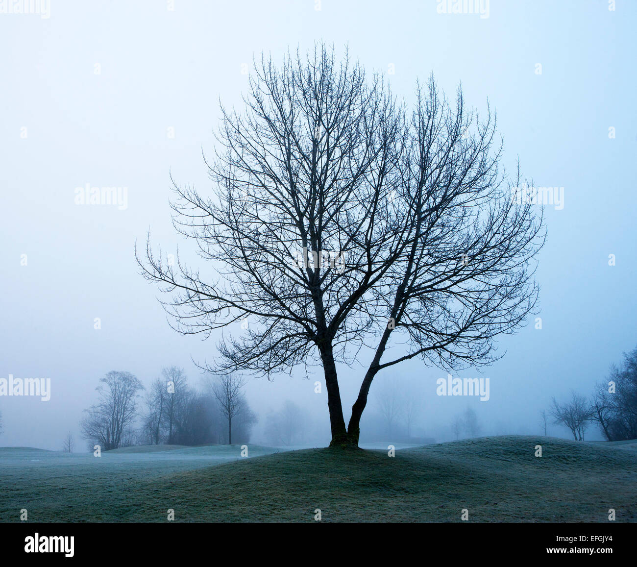 Morgennebel mit Baum, Mondsee-Region, Salzkammergut, Oberösterreich, Österreich Stockfoto