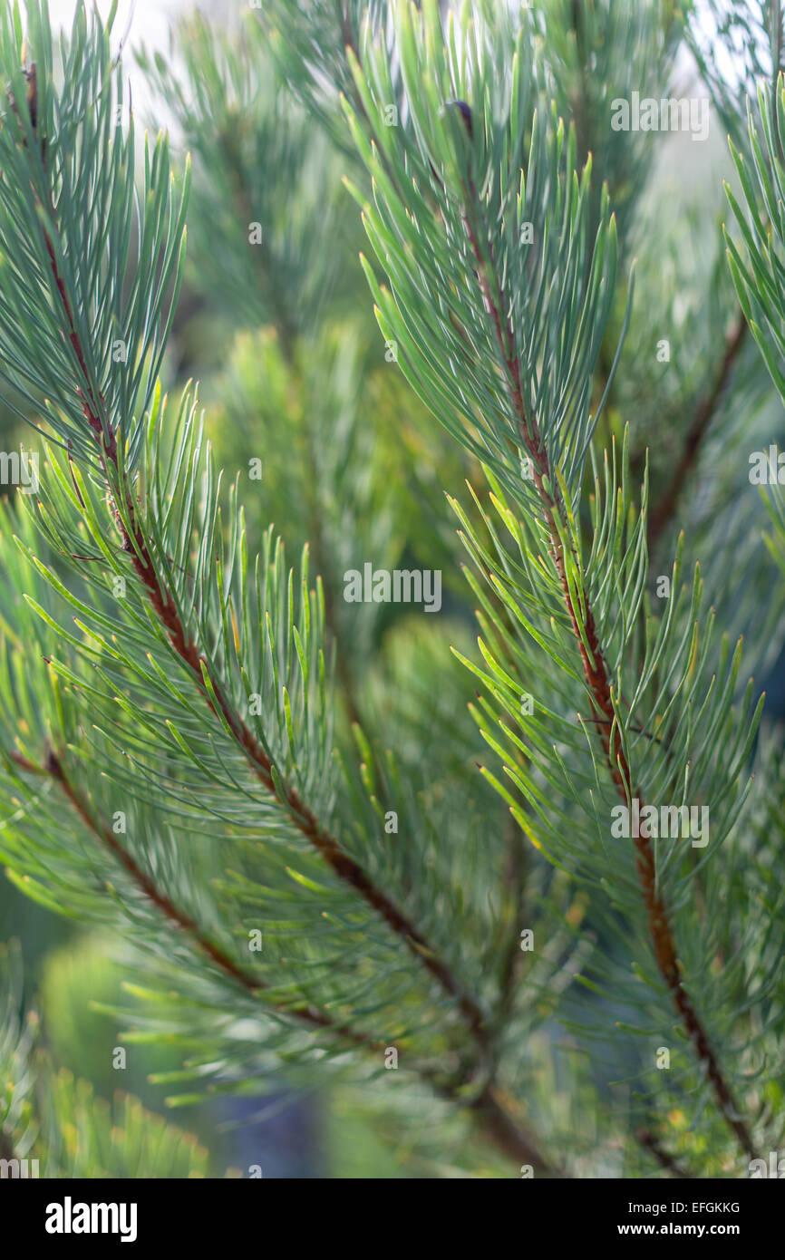 Vertikale Nahaufnahme von grünen Nadeln von einem Nadelbaum-Baum. Stockfoto