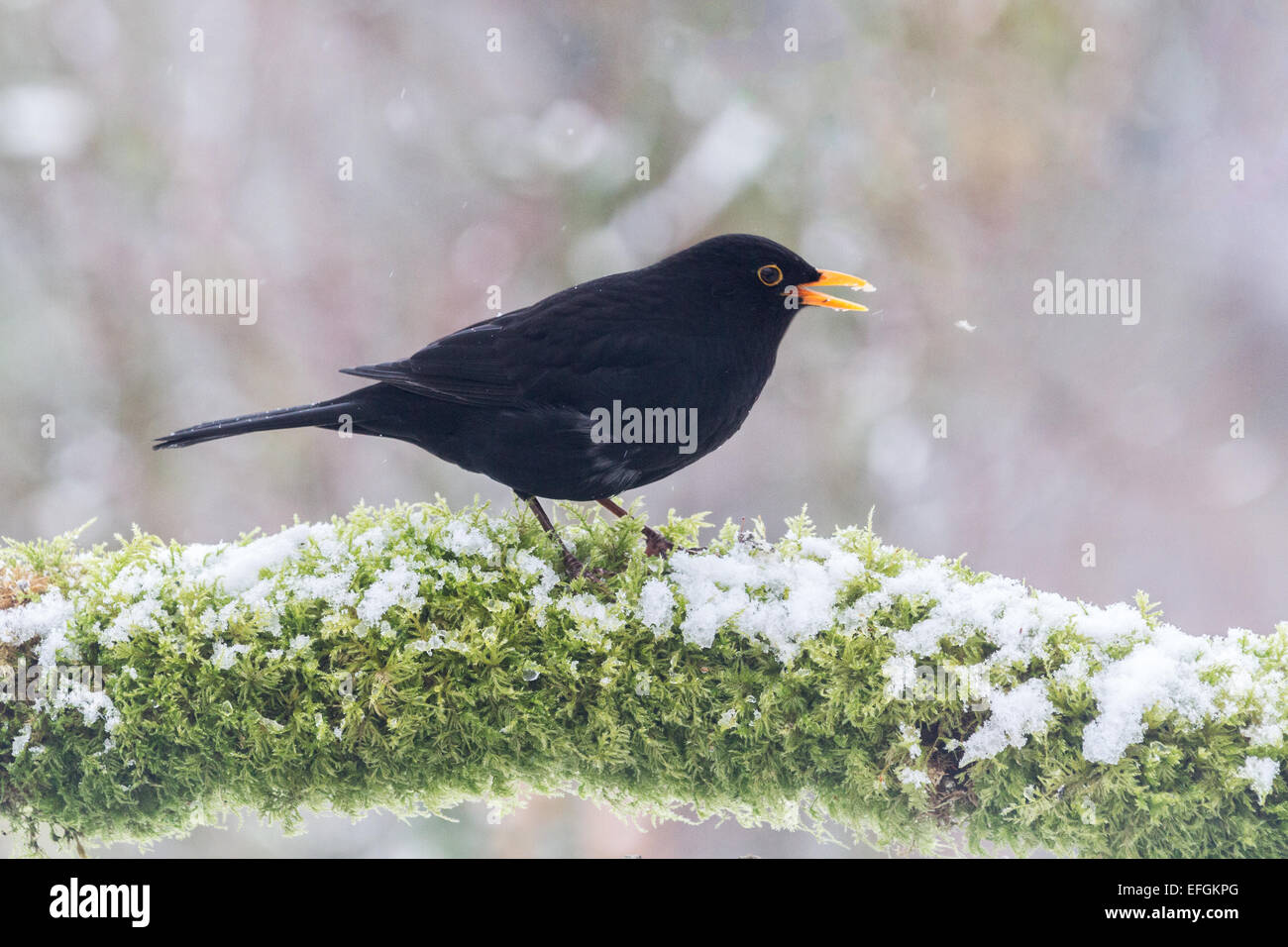 Männliche Amsel auf Schnee und Moos bedeckt Zweig.  An einem Wintertag in Großbritannien genommen, hat er seinen Schnabel zu öffnen. Stockfoto