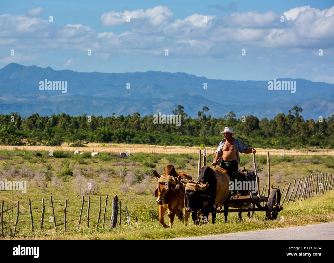 Mann auf einem Ochsen Wagen, Palmarejo, Provinz Sancti Spiritus, Kuba Stockfoto