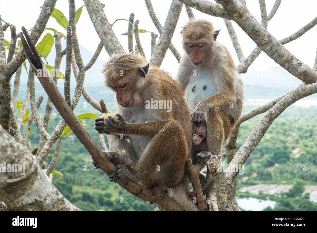 Wilde Toque Makaken (Macaca Sinica) Affen essen Obst bei Cave Tempel, Dambulla, Sri Lanka, Südasien, Asien. Stockfoto