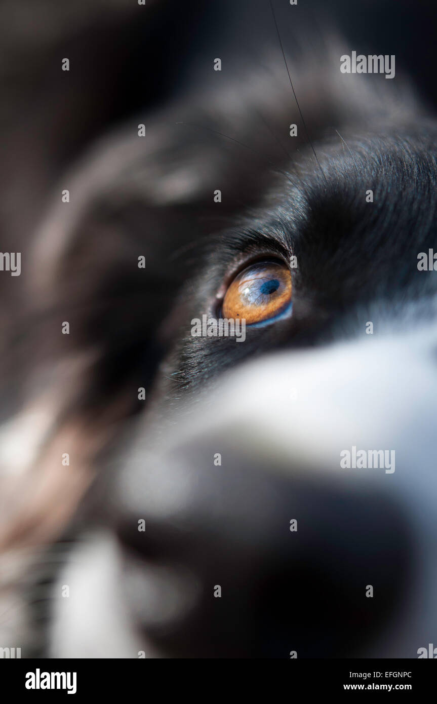 Ein Border-Collie Hund Nahaufnahme abstrakt. Stockfoto