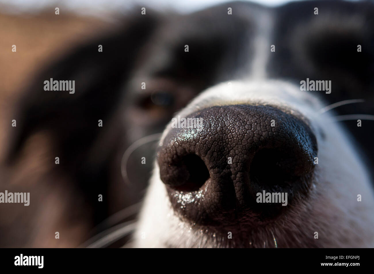 Ein Border-Collie Hund Nahaufnahme abstrakt. Eine große nass glänzende Nase. Stockfoto