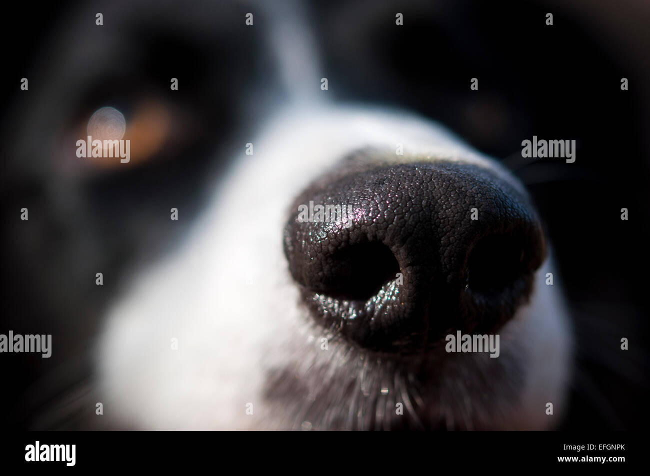 Ein Border-Collie Hund Nahaufnahme abstrakt. Eine große nasse Nase in Nahaufnahme. Stockfoto