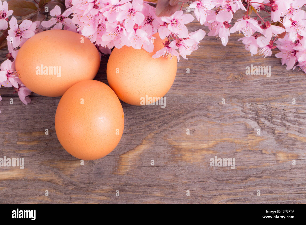 Ostereier im Rasen mit Frühlingsblume Stockfoto