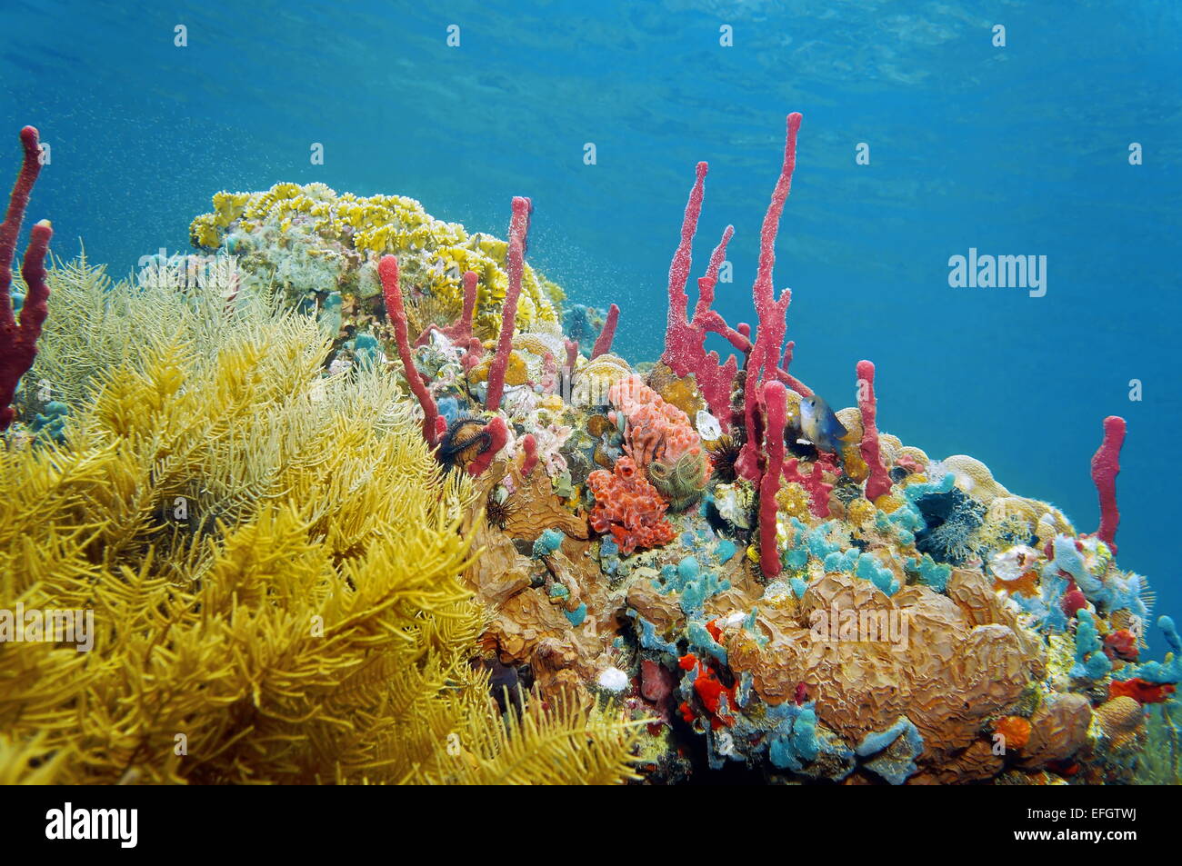 Riff unter Wasser mit bunten Schwämmen und Korallen, Caribbean Stockfoto