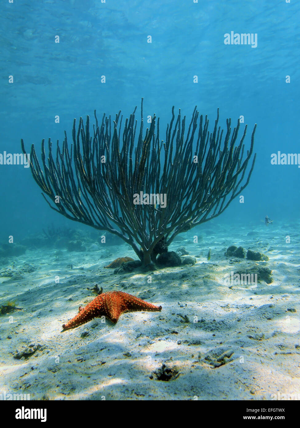 Meer-Stab Weichkorallen mit einem Kissen-Seestern auf sandigen Meeresboden, Caribbean Stockfoto