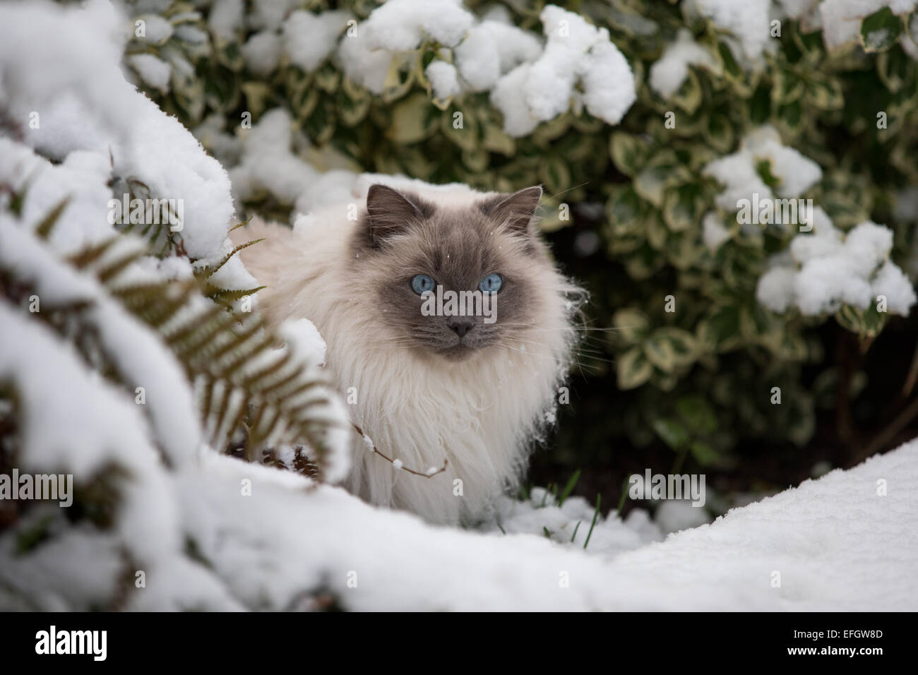 RAGDOLL KATZE SPIELT ZUM ERSTEN MAL IM SCHNEE Stockfoto