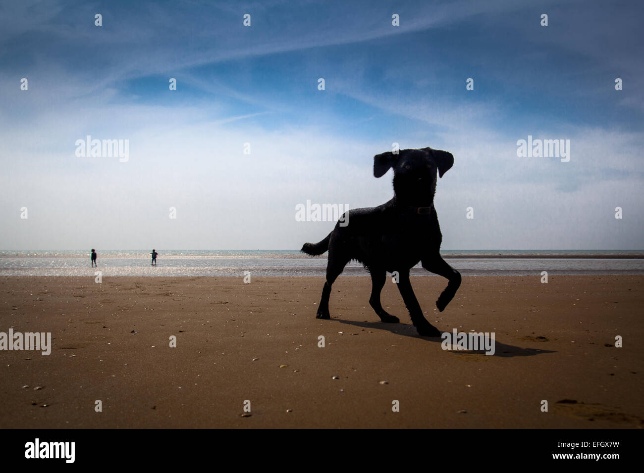 Schwarzer Hund am Strand Stockfoto