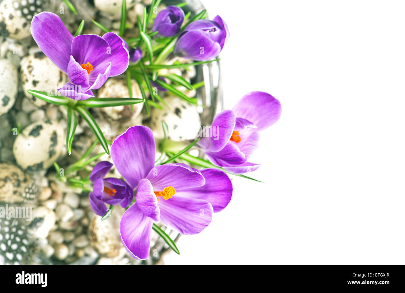 schönen Frühling Krokus Blüten mit Eiern Osterdekoration auf weißem Hintergrund Stockfoto