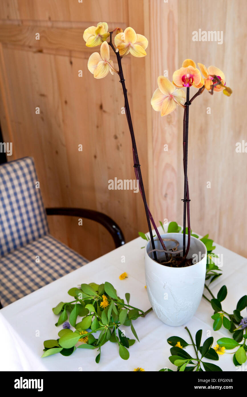 Orchideen auf einem Tisch im Wohnzimmer Stockfoto