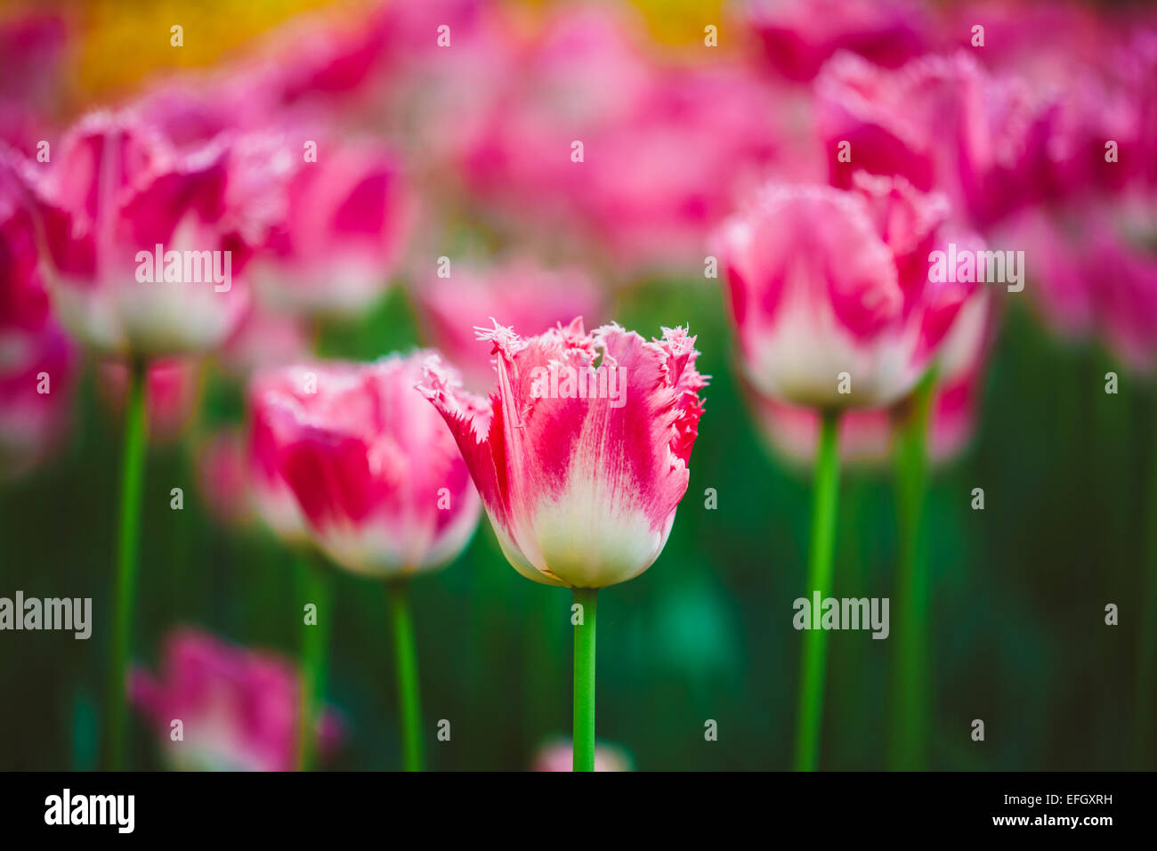 Weiße und rosa Blüten Tulpen im Frühling Garten Blumenbeet Stockfoto