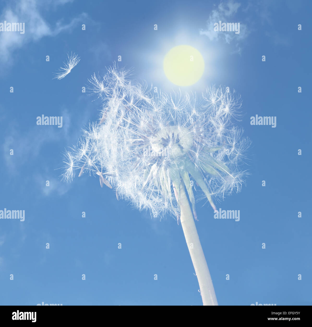 Ein Löwenzahn vor einem sonnigen blauen Himmel. Der Wort Löwenzahn ist aus der französischen Sprache und bedeutet "Löwen Zahn". Der Löwenzahn ist komplett essbar Stockfoto