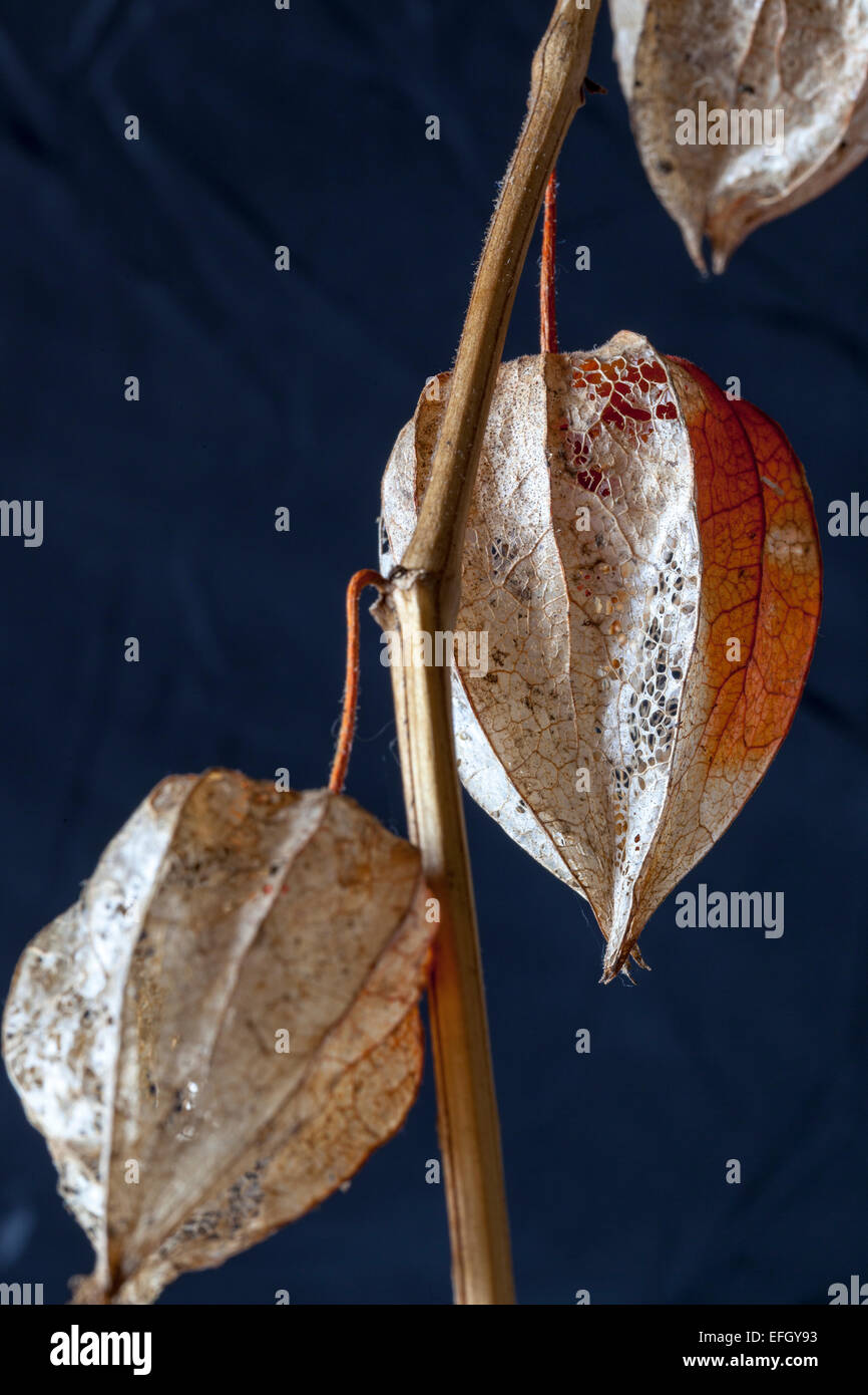 Nahaufnahme von Physalis Alkekengi Seedhead (Blase Kirsche) Stockfoto