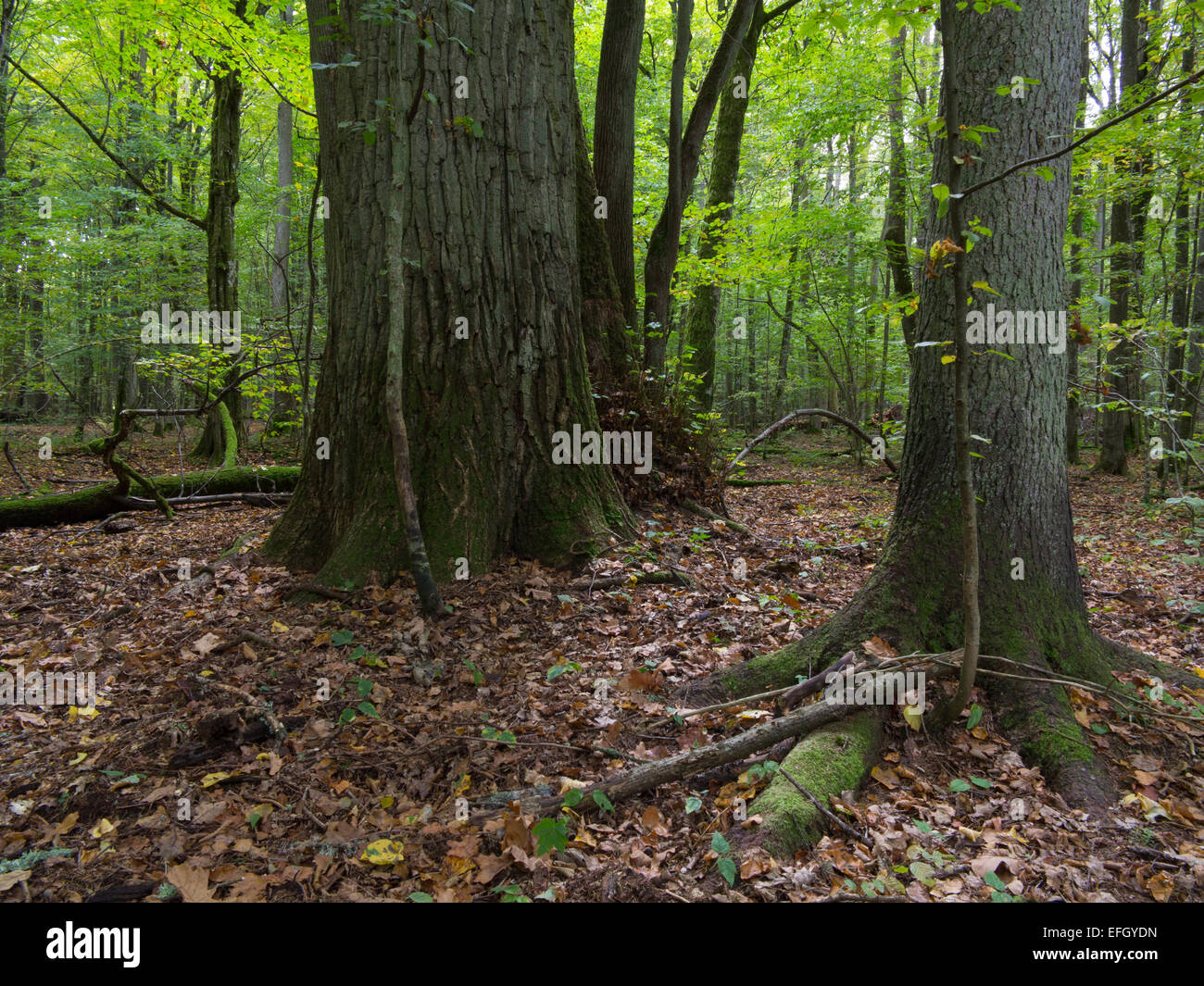 Stehen alte monumentale Eiche und alten natürlichen Laub-Białowieża Wald im Hintergrund Stockfoto