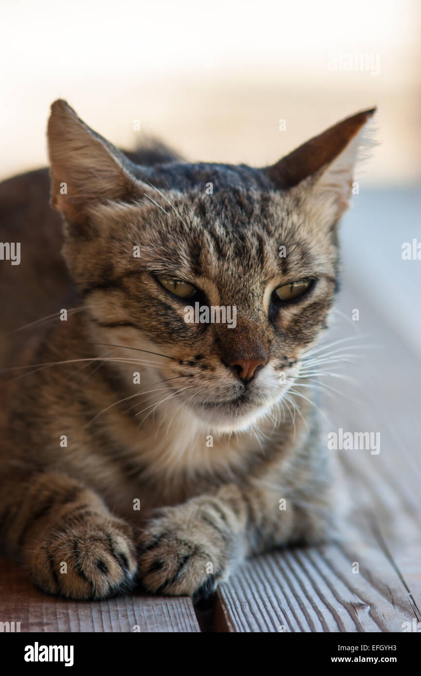 Nette Katze Stockfoto
