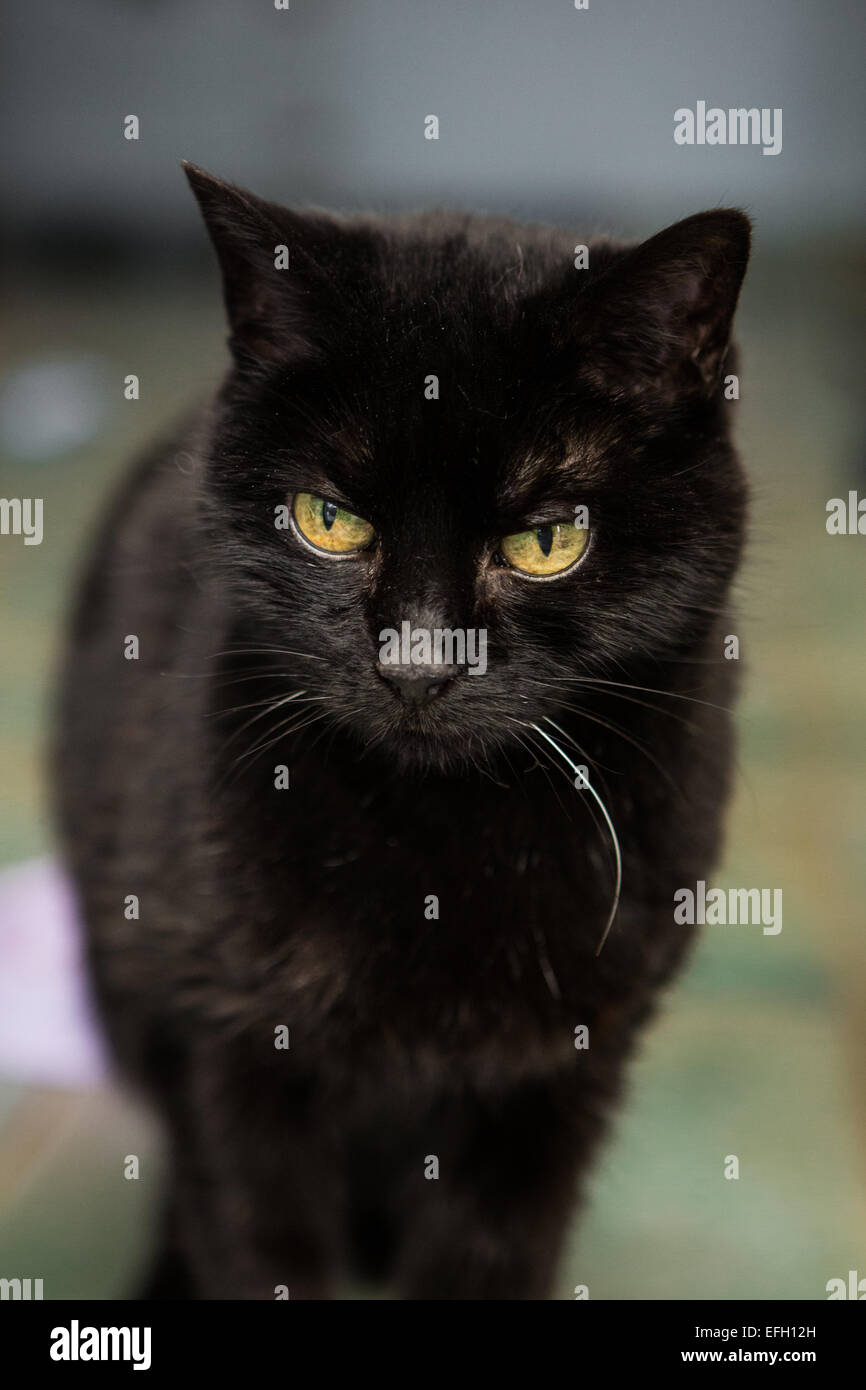 Schwarze Katze mit grünen Augen Stockfoto