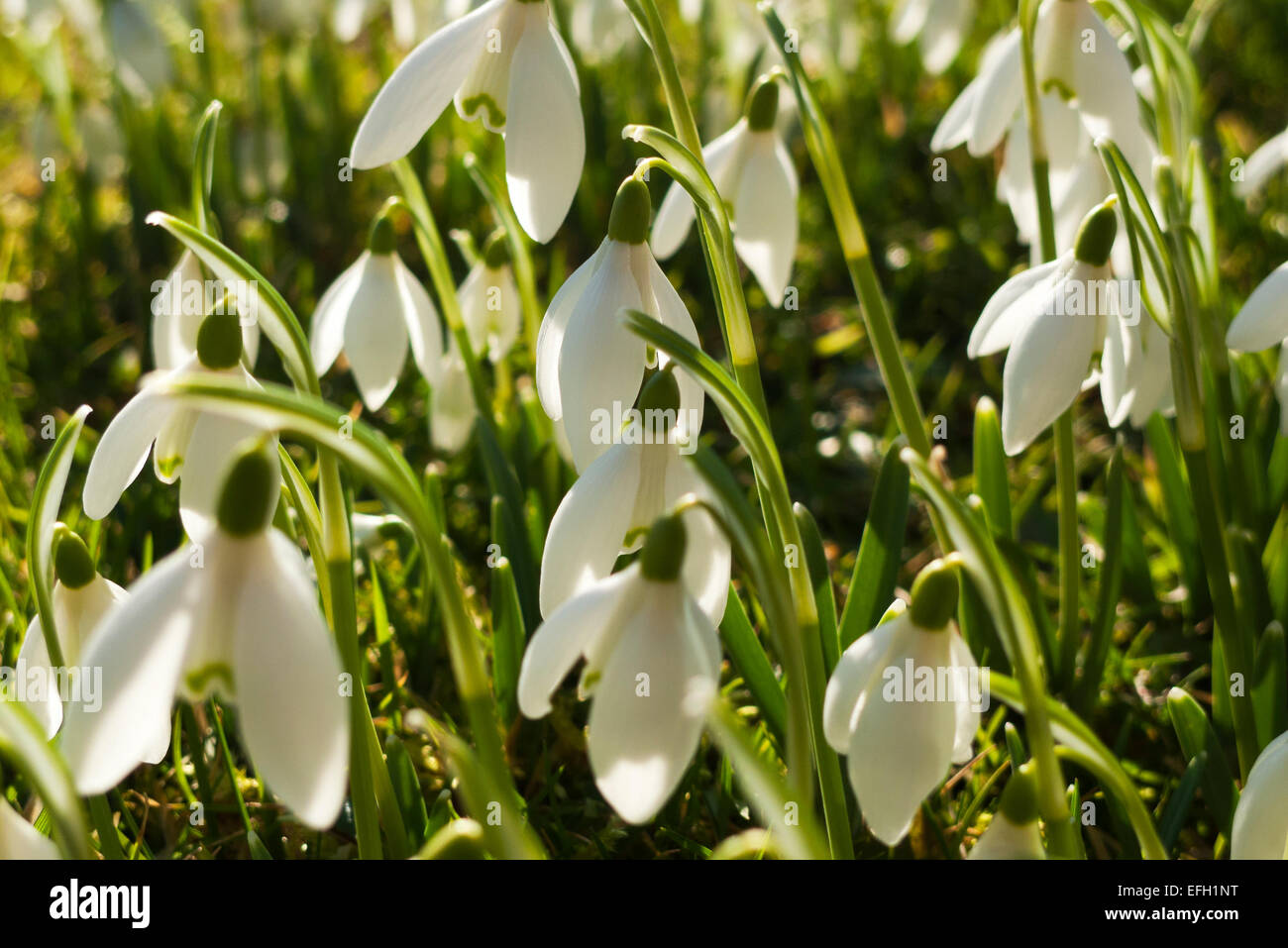 Carmarthenshire, Wales, UK. 4. Februar 2015. Schneeglöckchen blühen im Wintersonne auf einer Wiese im Garten ein Versprechen des Frühlings zu ländlichen Carmarthenshire, West Wales UK bringen.  Die Wettervorhersage für diesen Teil von Wales ist eine strengem Frost über Nacht weiter mit einem trockenen, sonnigen Tag am Donnerstag.  Kathy DeWitt/AlamyLiveNews Stockfoto