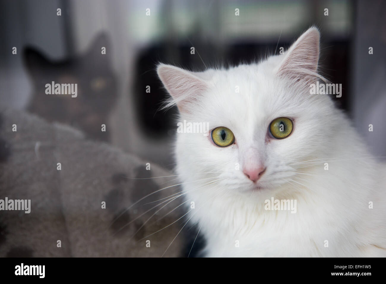 Close-up weiße Katze mit grünen Augen mit schwarzer Katze im Hintergrund  Stockfotografie - Alamy