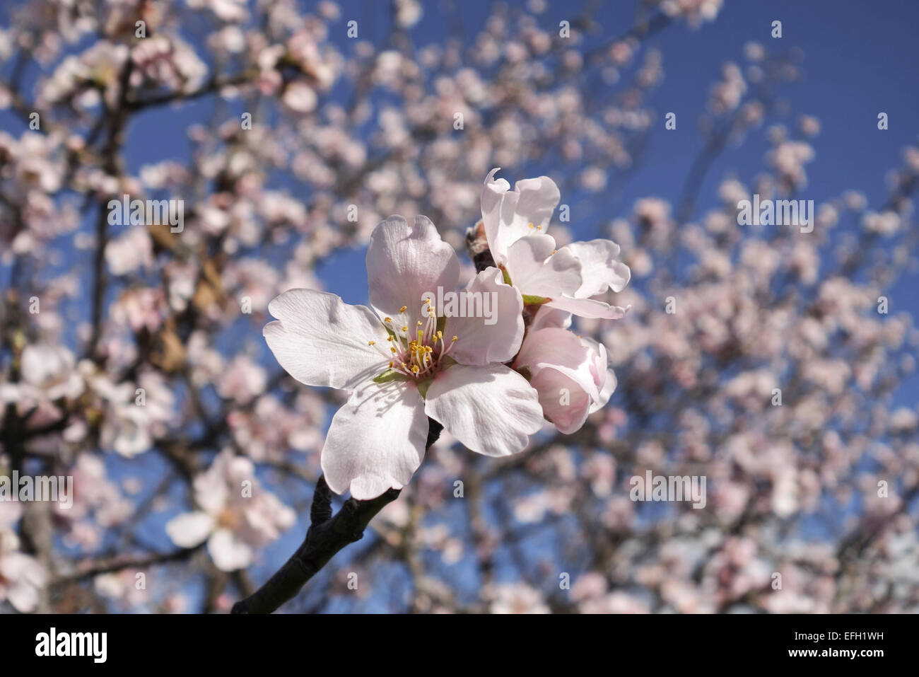 Süße Mandelblüte, Prunus Dulcis, blühen im Februar, Malaga, Spanien. Stockfoto