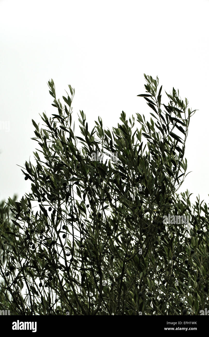Olivenbaum Äste auf weißem Hintergrund. Ernte-Saison. Stockfoto