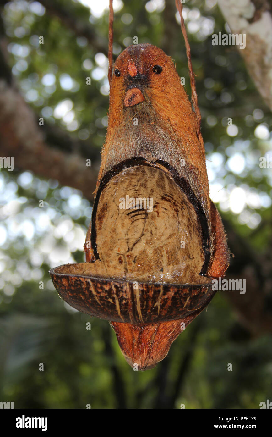 Vogel Waterer handgefertigt aus A Kokosnussschalen Stockfoto